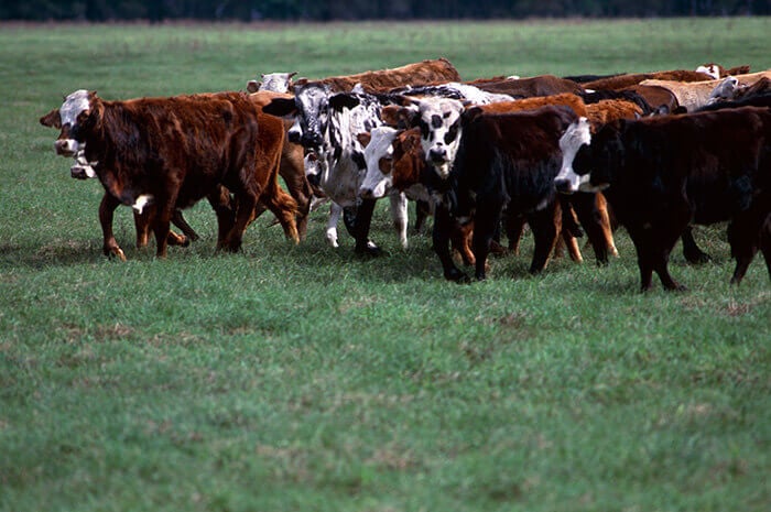 Famers Choice Cattle