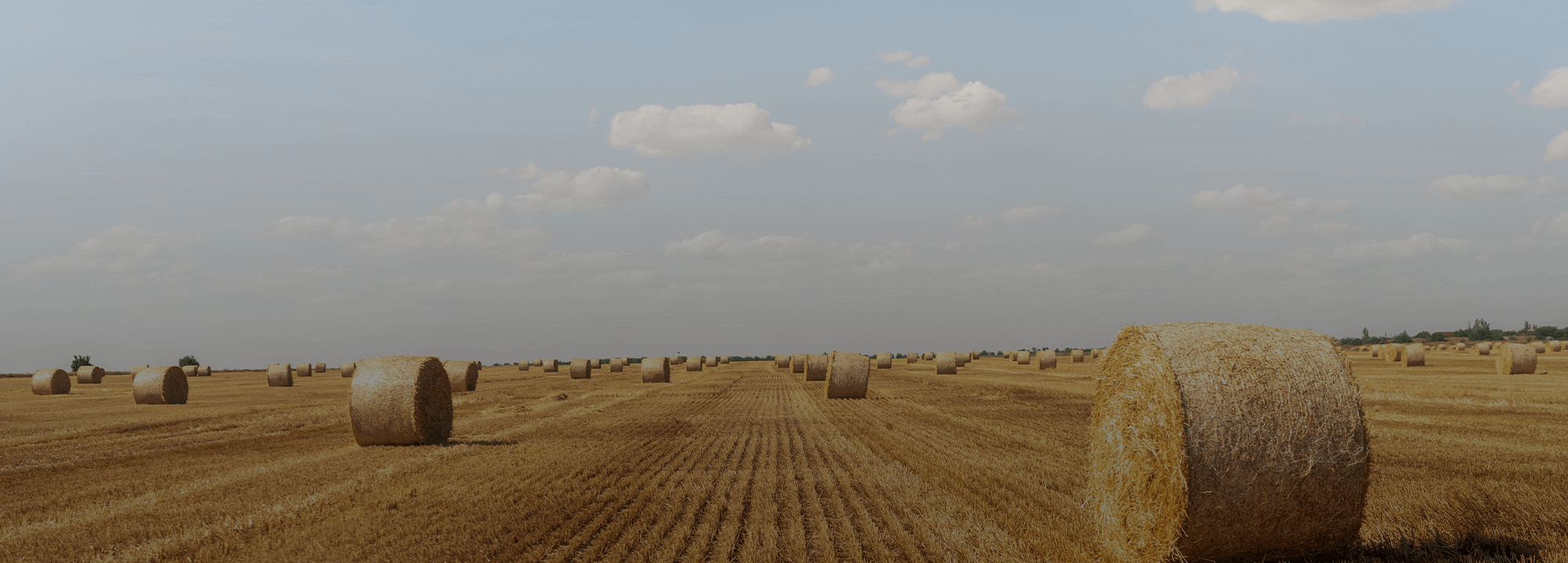 Crop Feild